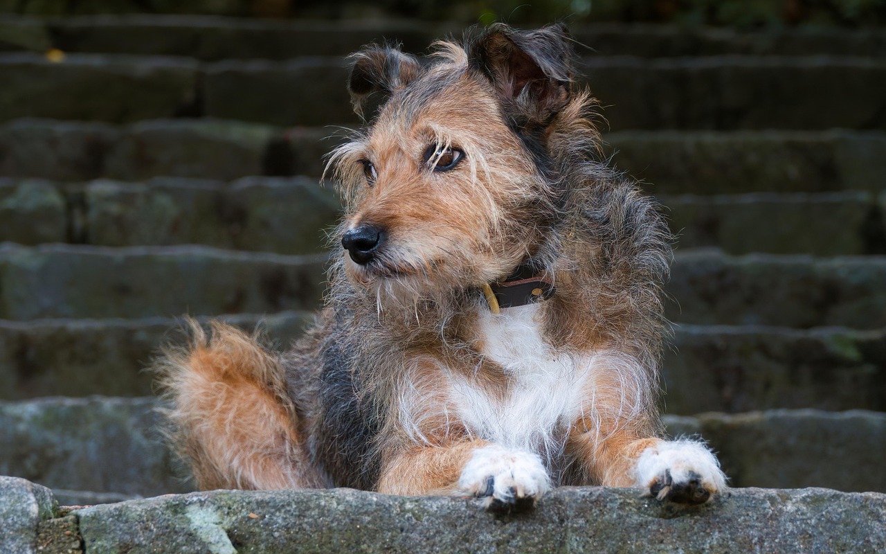 ¿Puedo faltar al trabajo para cuidar de mi mascota? El debate legal que está marcando tendencia en España
